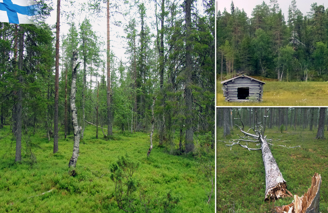 15_lappland_Wald