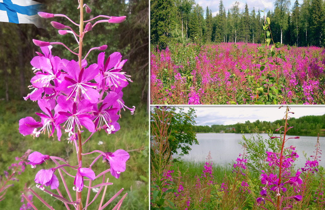 19_lappland_Blumen