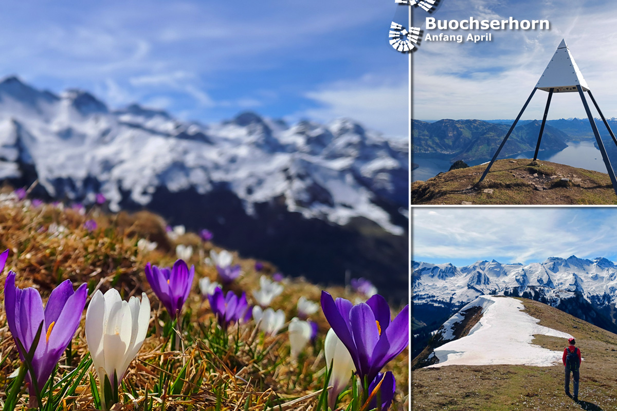 Buochserhorn