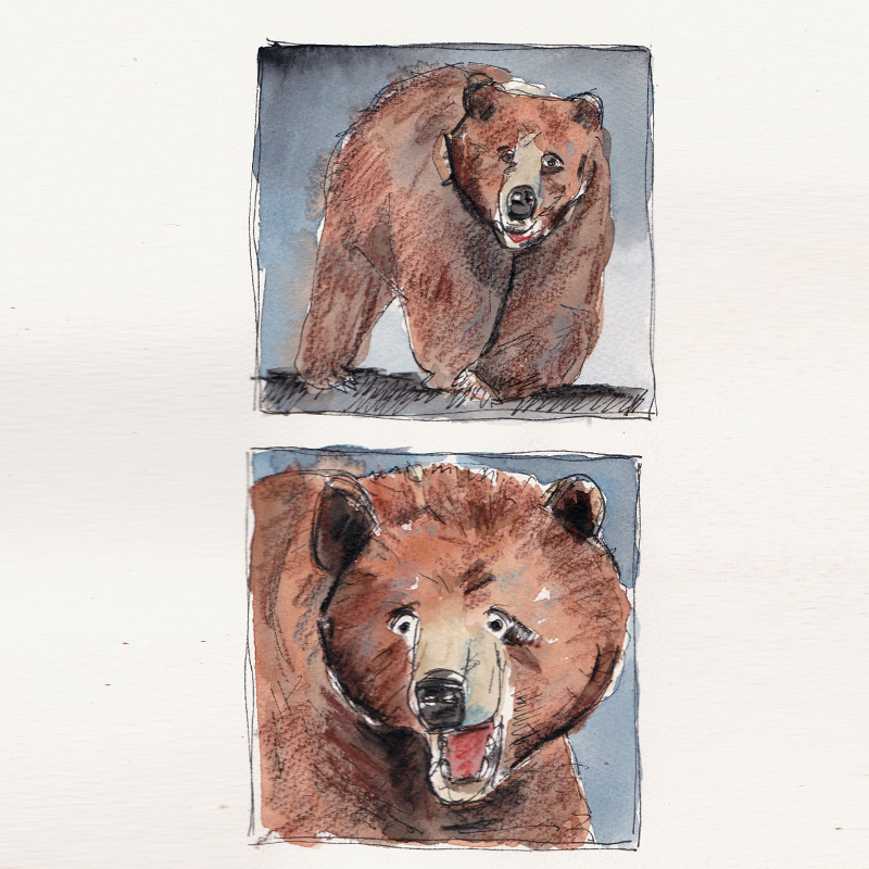 baer