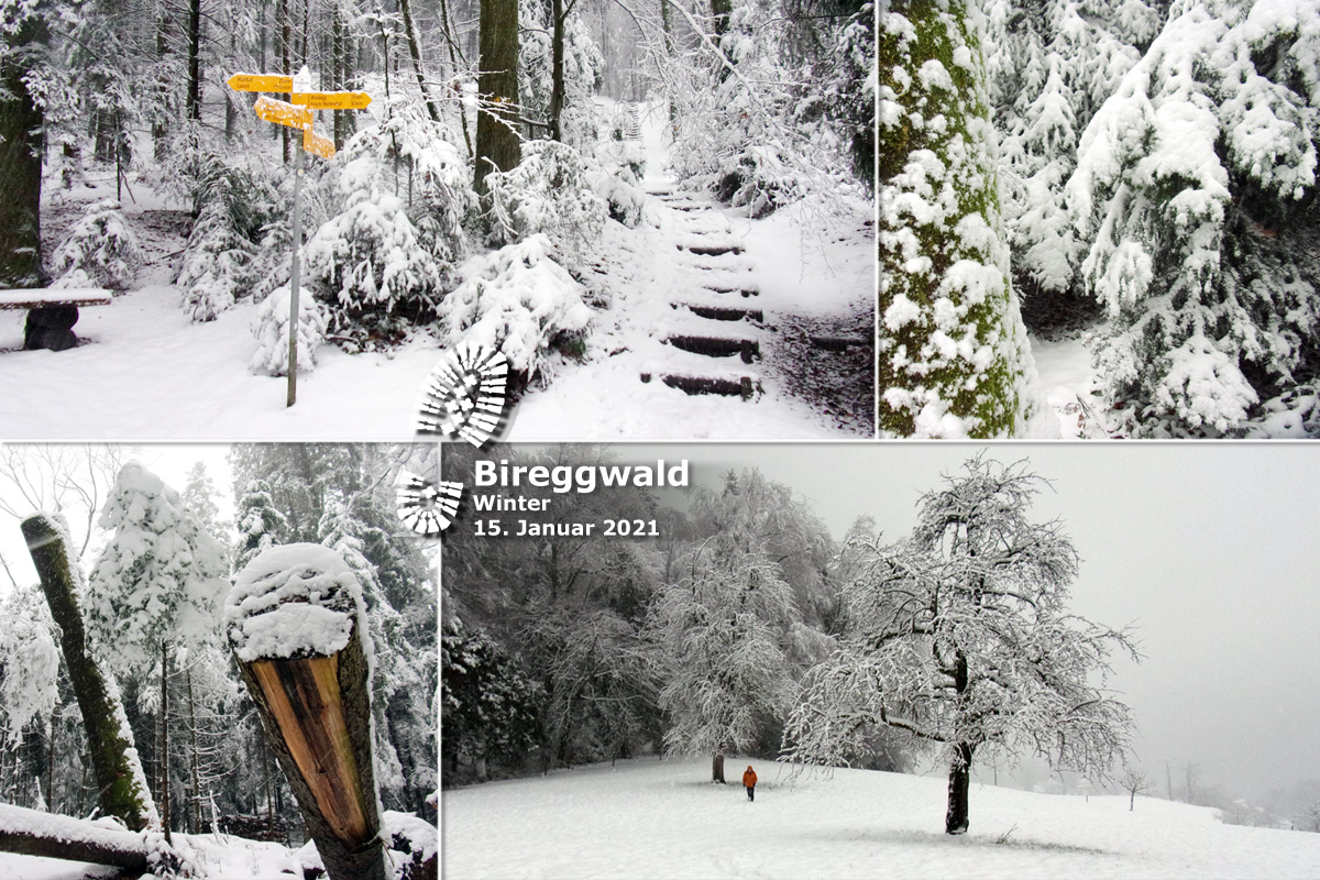 2021_01_15_Bireggwald