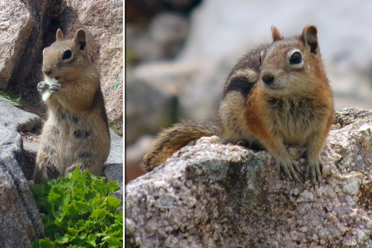 Chipmunk