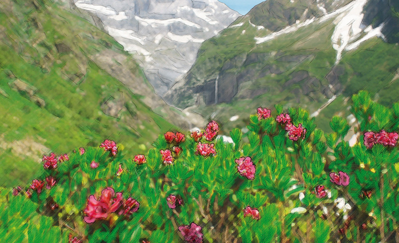 Alpenrosen